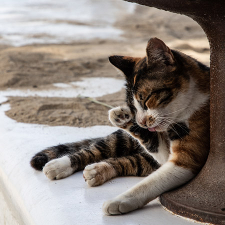 Animaux - K-Fred Photographies